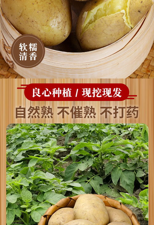 山東黃心土豆 農(nóng)家自種的營(yíng)養(yǎng)寶藏
